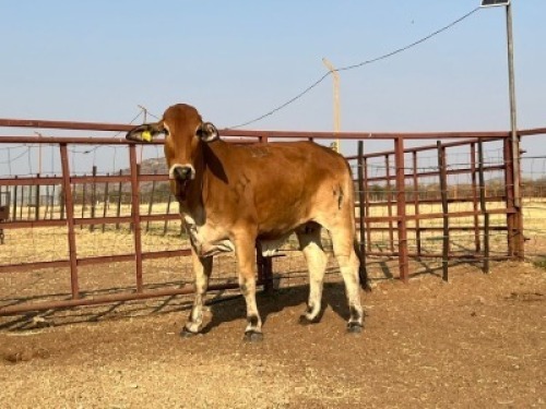 1 X RED BRAHMAN COW Tsokwane Farm