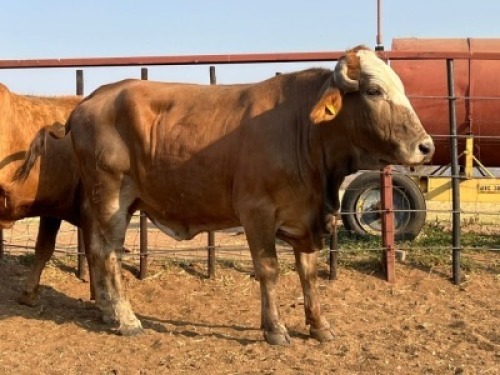 1 X COMMERCIAL COW Tsokwane Farm