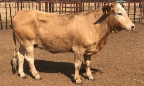 1 X SIMMENTAL HEIFER Tsokwane Farm