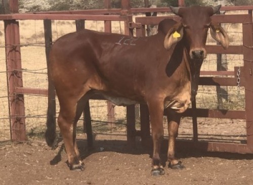 1 X RED BRAHMAN HEIFER Tsokwane Farm