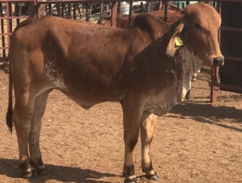 1 X RED BRAHMAN HEIFER Tsokwane Farm