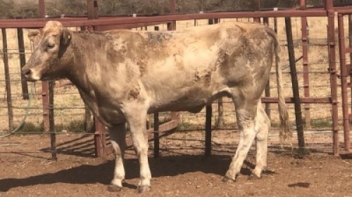 1 X SIMBRA COW Tsokwane Farm