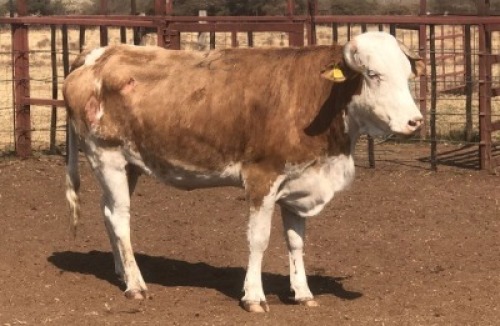 1 X SIMBRA COW Tsokwane Farm