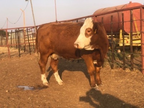 1 X RED BRAHMAN HEIFER Tsokwane Farm (Per animal to take the lot)