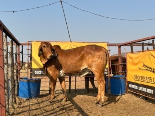 1 X RED BRAHMAN COW Tsokwane Farm (Per animal to take the lot)