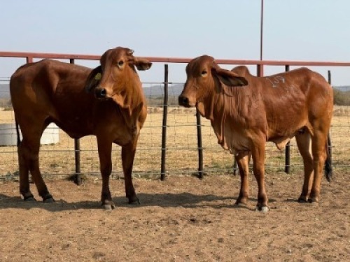 1 X RED BRAHMAN HEIFER Tsokwane Farm (Per animal to take the lot)