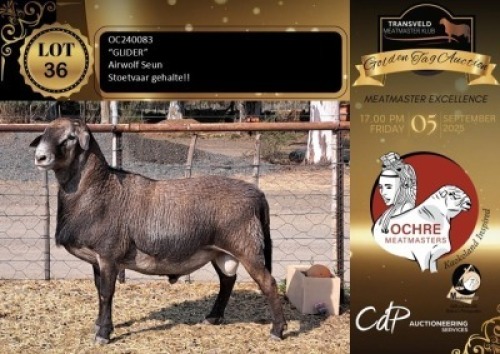 1 X MEATMASTER RECORDED RAM OCHRE MEATMASTERS