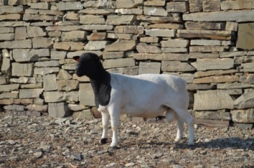 1 X DORPER RAM De Witt Hodgson Dorpers