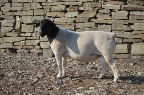 1 X DORPER RAM De Witt Hodgson Dorpers