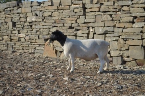 1 X DORPER RAM De Witt Hodgson Dorpers