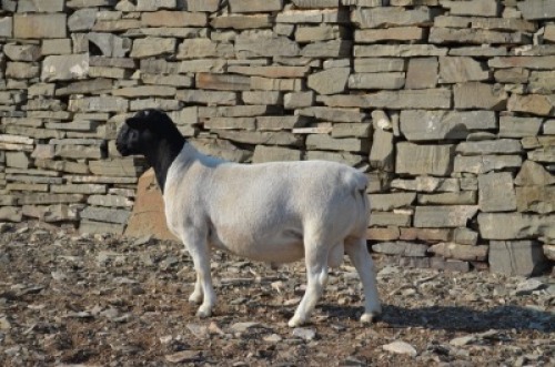 1 X DORPER RAM De Witt Hodgson Dorpers