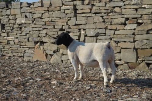 1 X DORPER RAM De Witt Hodgson Dorpers