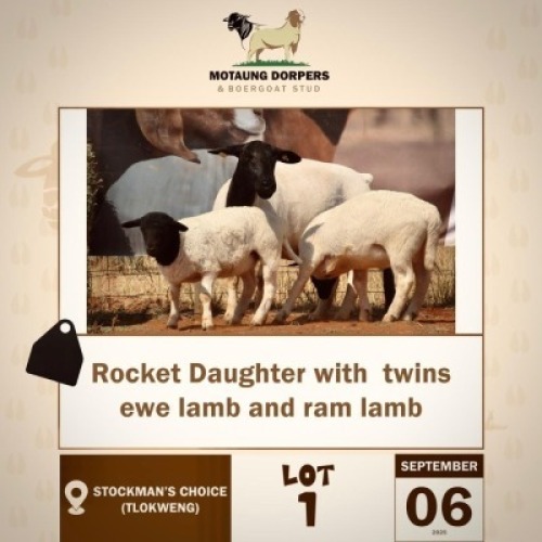 1+2 X BLACK HEAD DORPER EWE & LAMB MOTAUNG DORPERS & BOER GOAT STUD