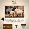 1+2 X BLACK HEAD DORPER EWE & LAMB MOTAUNG DORPERS & BOER GOAT STUD