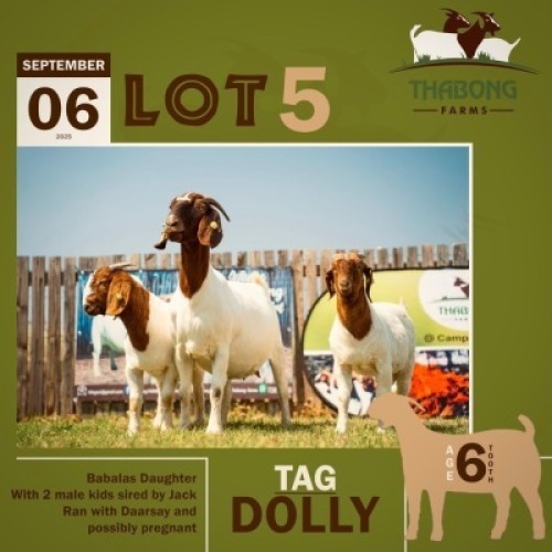 1+2 X BOER GOAT DOE & KID THABONG FARMS