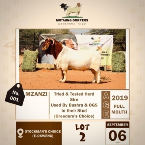 1 X BOER GOAT BUCK MOTAUNG DORPERS & BOER GOAT STUD