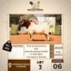 1 X BOER GOAT BUCK MOTAUNG DORPERS & BOER GOAT STUD
