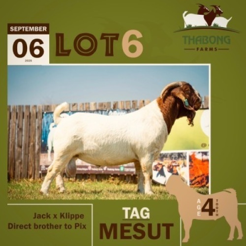 1 X BOER GOAT BUCK THABONG FARMS