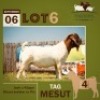 1 X BOER GOAT BUCK THABONG FARMS