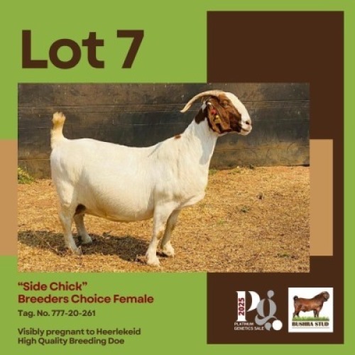 1 X BOER GOAT DOE BUSHRA STUD
