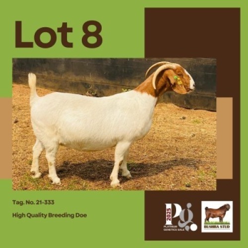 1 X BOER GOAT DOE BUSHRA STUD