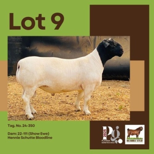 1 X BLACK HEAD DORPER RAM BUSHRA STUD