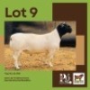 1 X BLACK HEAD DORPER RAM BUSHRA STUD