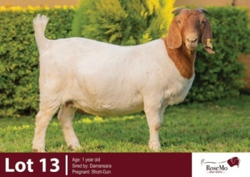 1 X BOER GOAT DOE ROSEMO BOER GOATS