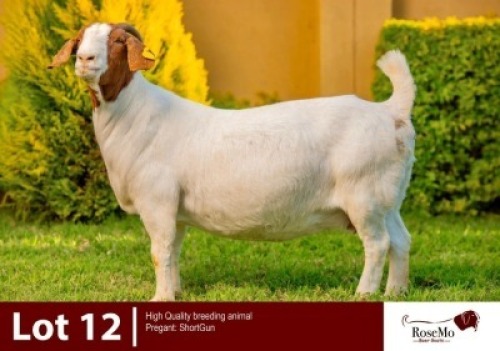 1 X BOER GOAT DOE ROSEMO BOER GOATS