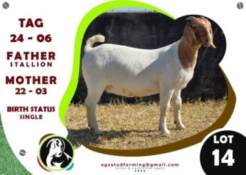 1 X BOER GOAT EWE OGS STUD