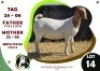 1 X BOER GOAT EWE OGS STUD
