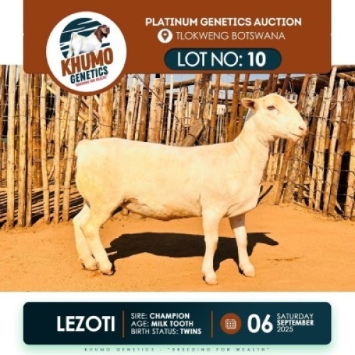 1 X WHITE HEAD DORPER EWE KHUMO GENETICS