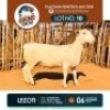 1 X WHITE HEAD DORPER EWE KHUMO GENETICS