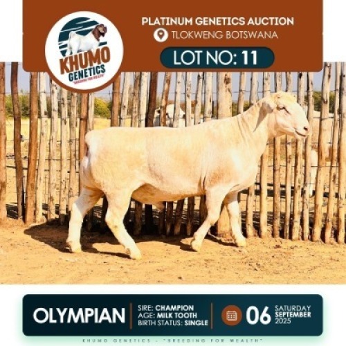 1 X WHITE HEAD DORPER RAM KHUMO GENETICS