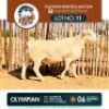 1 X WHITE HEAD DORPER RAM KHUMO GENETICS