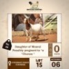 1 X BOER GOAT DOE MOTAUNG DORPERS & BOER GOAT STUD