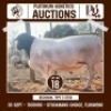 1 X BLACK HEAD DORPER RAM ONLC BOER GOAT STUD