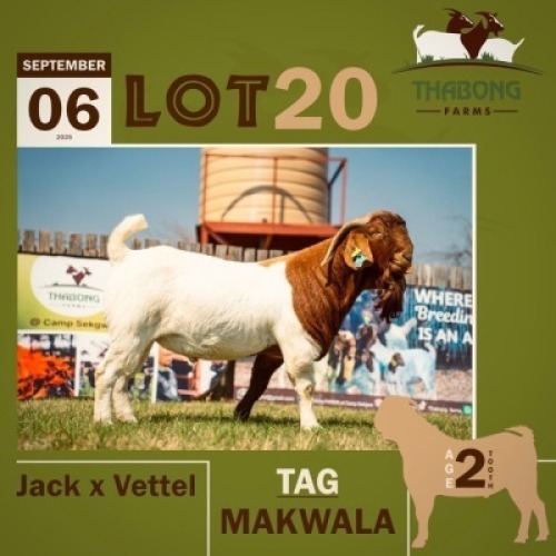 1 X BOER GOAT BUCK THABONG FARMS