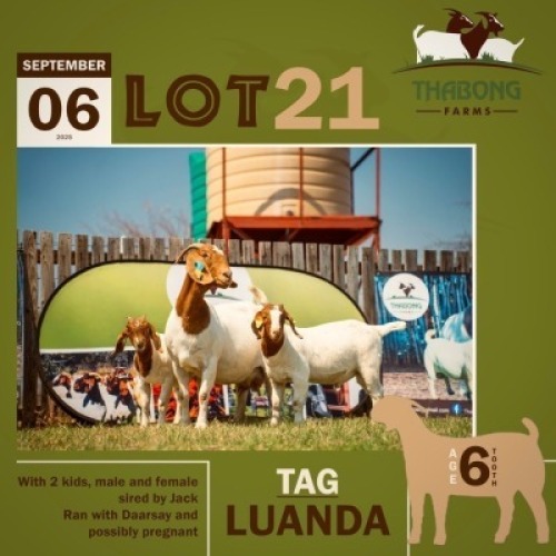 1+2 X BOER GOAT DOE & KID THABONG FARMS