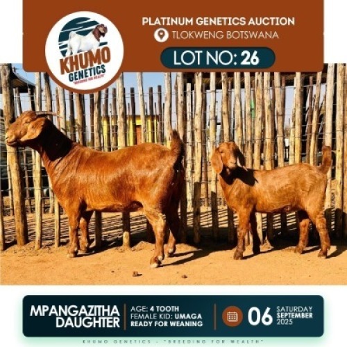 1+1 X KALAHARI RED DOE & KID KHUMO GENETICS