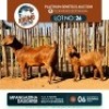 1+1 X KALAHARI RED DOE & KID KHUMO GENETICS