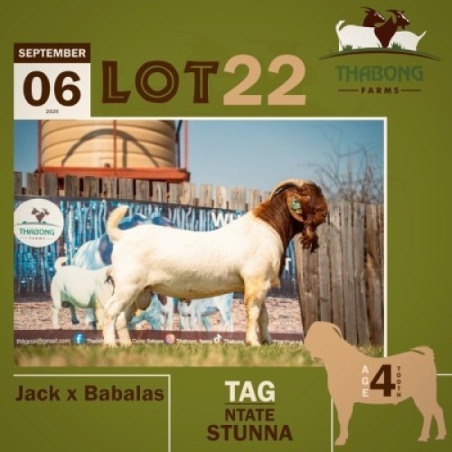 1 X BOER GOAT BUCK THABONG FARMS