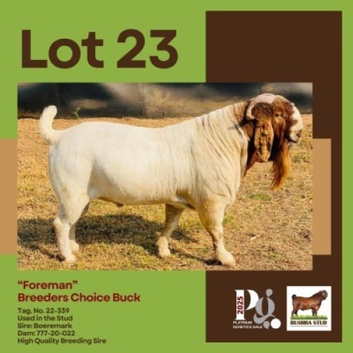 1 X BOER GOAT BUCK BUSHRA STUD