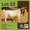 1 X BOER GOAT BUCK BUSHRA STUD