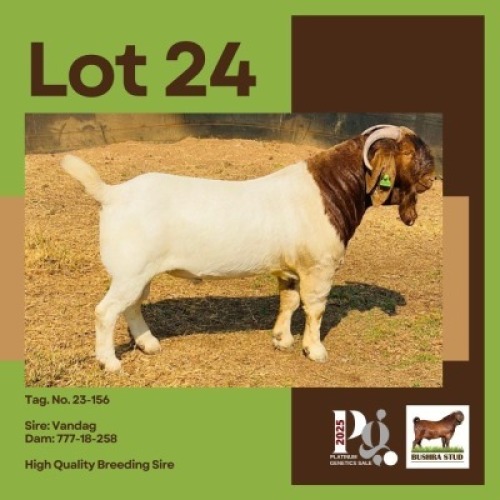 1 X BOER GOAT BUCK BUSHRA STUD