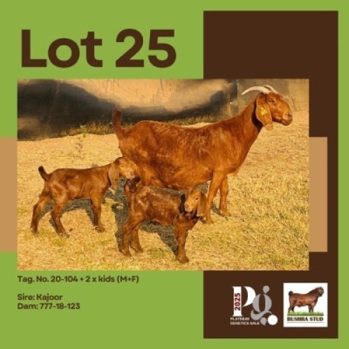 1+2 X KALAHARI RED DOE & KID BUSHRA STUD