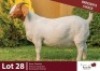 1 X BOER GOAT DOE ROSEMO BOER GOATS