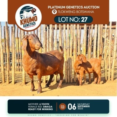 1+1 X KALAHARI RED DOE & KID KHUMO GENETICS