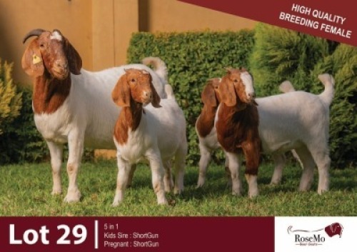 1+3 X BOER GOAT DOE & KID ROSEMO BOER GOATS