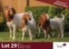 1+3 X BOER GOAT DOE & KID ROSEMO BOER GOATS